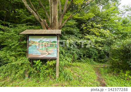 夏の田んぼの横浜市戸塚区舞岡ふるさと公園 夏の田んぼの横浜市戸塚区舞岡ふるさと公園 142377288