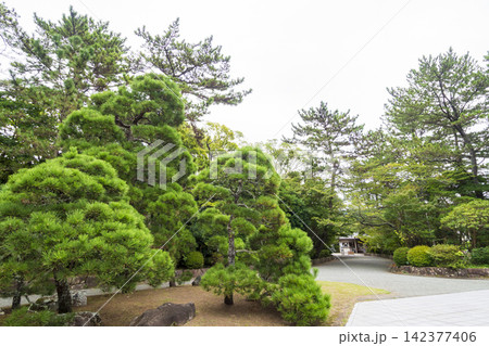 葉山しおさい公園の夏 葉山しおさい公園の夏 142377406