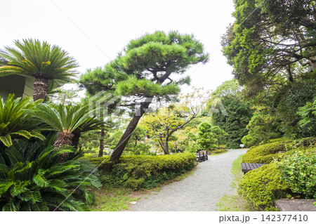 葉山しおさい公園の夏 142377410