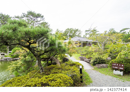 葉山しおさい公園の夏 142377414