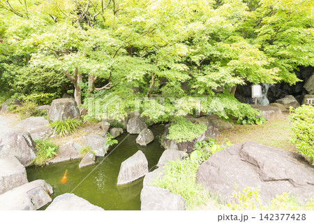 葉山しおさい公園の夏 葉山しおさい公園の夏 142377428