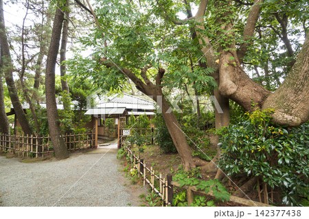 葉山しおさい公園の夏 葉山しおさい公園の夏 142377438