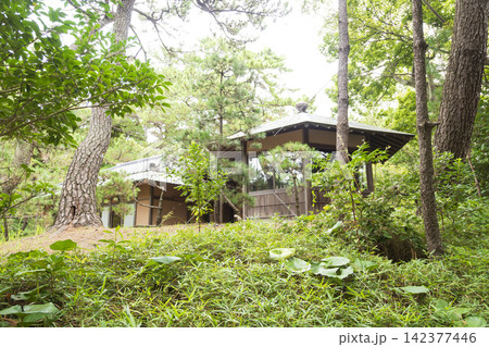葉山しおさい公園の夏 葉山しおさい公園の夏 142377446