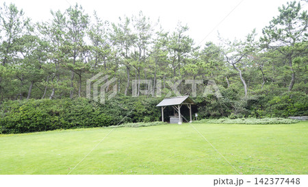 葉山しおさい公園の夏 葉山しおさい公園の夏 142377448