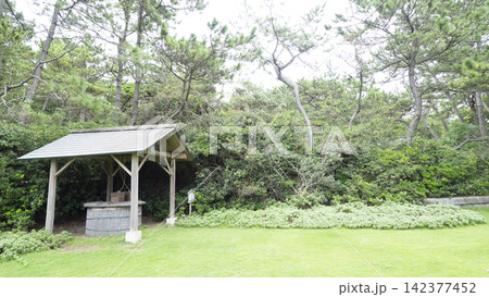 葉山しおさい公園の夏 葉山しおさい公園の夏 142377452