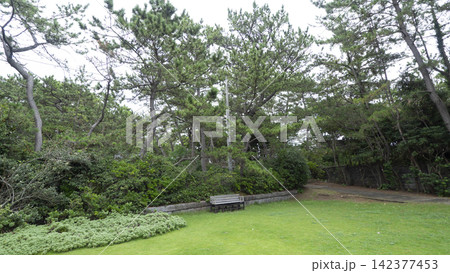 葉山しおさい公園の夏 葉山しおさい公園の夏 142377453
