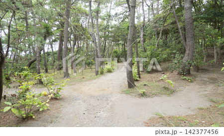 葉山しおさい公園の夏 葉山しおさい公園の夏 142377456