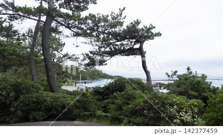 葉山しおさい公園の夏 葉山しおさい公園の夏 142377459
