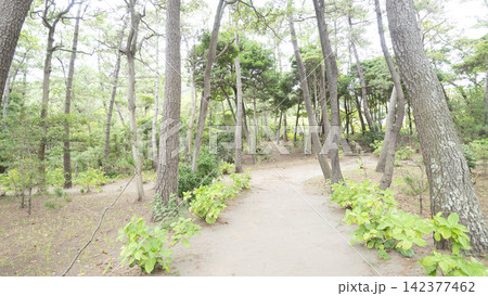 葉山しおさい公園の夏 葉山しおさい公園の夏 142377462