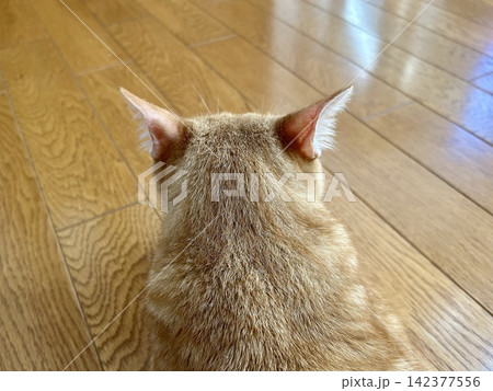茶トラ猫のかわいい後頭部 茶トラ猫のかわいい後頭部 142377556