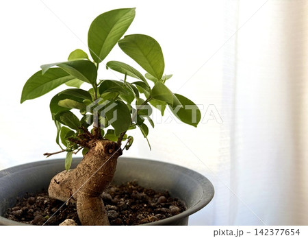 窓際の観葉植物のガジュマル 窓際の観葉植物のガジュマル 142377654