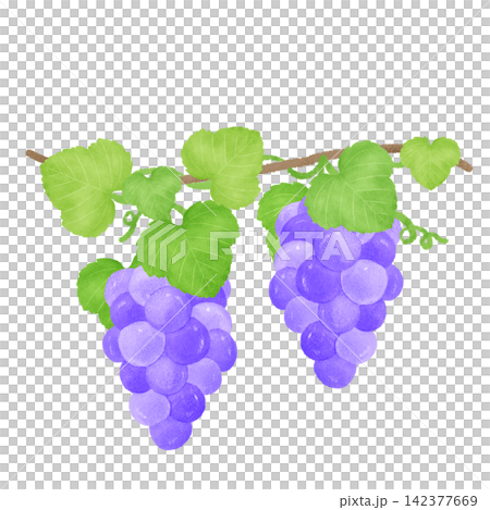 Purple grapes on a branch / Hand-drawn illustration Purple grapes on a branch / Hand-drawn illustration 142377669