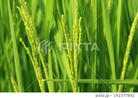真夏に咲く、白く小さい稲の花 真夏に咲く、白く小さい稲の花 142377692