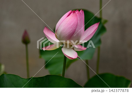 革堂(行願寺)花蓮 革堂(行願寺)花蓮 142377878