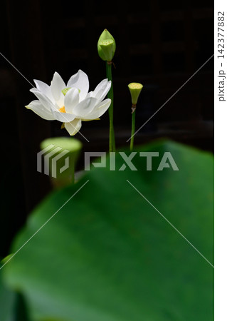革堂(行願寺)花蓮 革堂(行願寺)花蓮 142377882