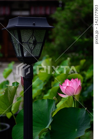 革堂(行願寺)花蓮 革堂(行願寺)花蓮 142377903