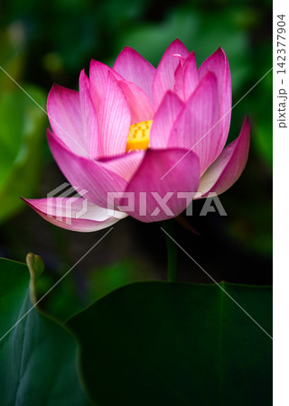 革堂(行願寺)花蓮 革堂(行願寺)花蓮 142377904