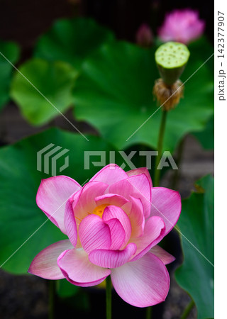 革堂(行願寺)花蓮 革堂(行願寺)花蓮 142377907