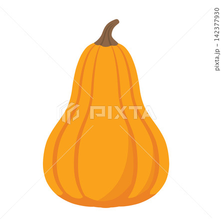 Orange Butternut Squash Autumn Vegetable Orange Butternut Squash Autumn Vegetable 142377930