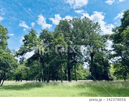 夏の緑のある公園 142378058