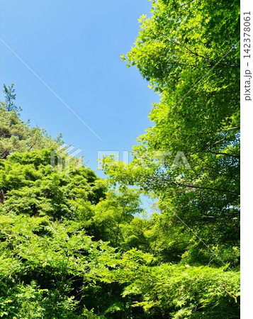 新緑の季節の緑の葉が美しい初夏の公園 新緑の季節の緑の葉が美しい初夏の公園 142378061
