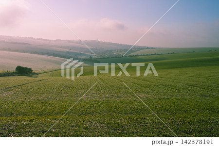 Misty Green Farmland Hills at Sunrise in Pastel Countryside 142378191