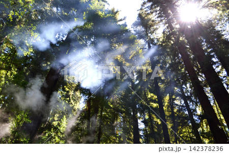 Misty Forest Sunbeams Through Tall Redwood Trees Misty Forest Sunbeams Through Tall Redwood Trees 142378236