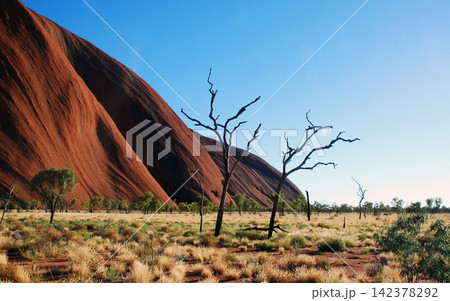 Uluru Red Rock Desert Landscape with Dead Trees and Blue Sky 142378292