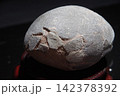 恐竜の卵 142378392