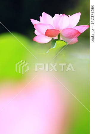 大きな花と葉の前ボケから顔を出す一輪のハスの花 142378560