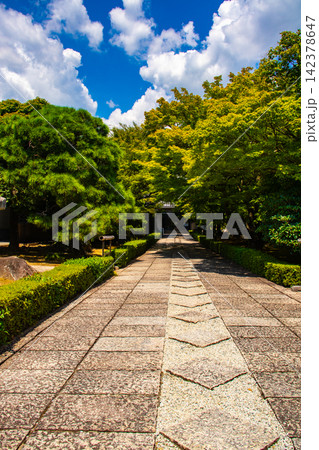 相国寺承天閣 夏もみじに爽やかな風が通る前庭の風景 相国寺承天閣 夏もみじに爽やかな風が通る前庭の風景 142378647