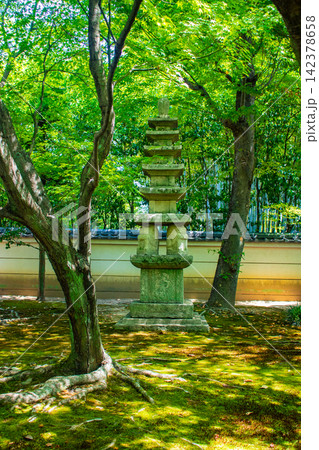 相国寺承天閣 夏もみじに爽やかな風が通る前庭の風景 相国寺承天閣 夏もみじに爽やかな風が通る前庭の風景 142378658