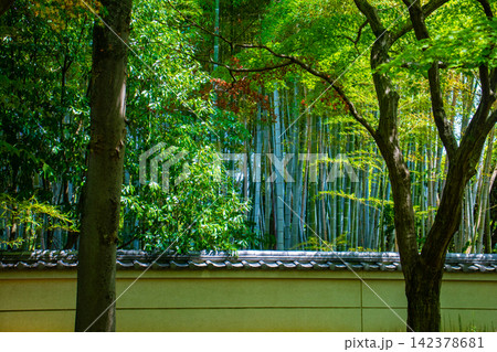 相国寺承天閣 夏もみじに爽やかな風が通る前庭の風景 142378681