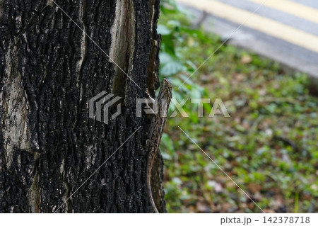 Oriental Garden Lizard on Tree Bark Nature Photography Oriental Garden Lizard on Tree Bark Nature Photography 142378718