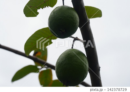 Guava Fruit on a Tree Branch Close Up View 142378729