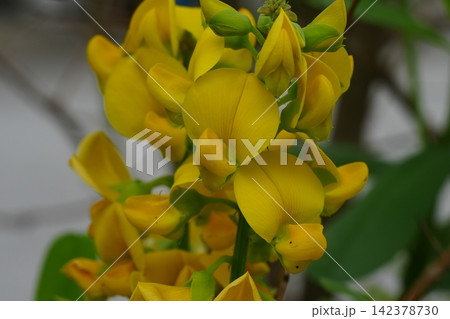 Close up of Golden Shower Tree Blooms Close up of Golden Shower Tree Blooms 142378730