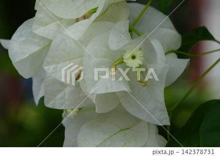 Close Up of White Bougainvillea Flowers Blossoms 142378731