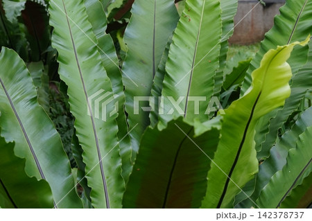 Bird's Nest Fern Fronds Beautiful Plant Close Up Bird's Nest Fern Fronds Beautiful Plant Close Up 142378737