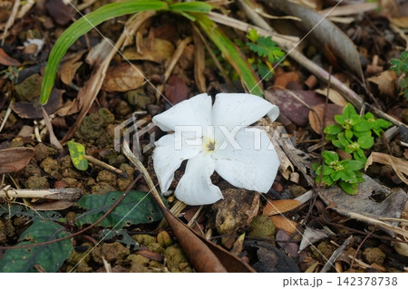 White Flower on Forest Floor Botanical Beauty in Nature White Flower on Forest Floor Botanical Beauty in Nature 142378738