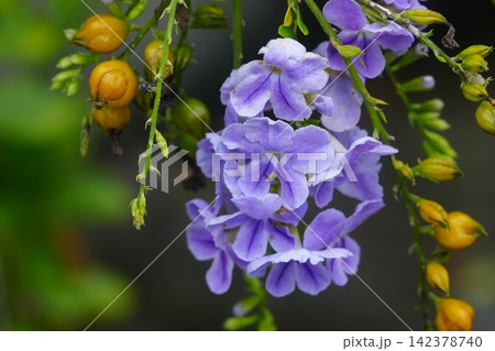 Beautiful Skyflower Blooms and Berries Still Life 142378740