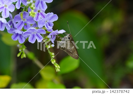 Butterfly on Duranta Erecta flower Macro Photo Butterfly on Duranta Erecta flower Macro Photo 142378742