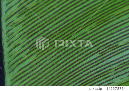 Close Up of a Birds Nest Fern Leaf Texture Close Up of a Birds Nest Fern Leaf Texture 142378754