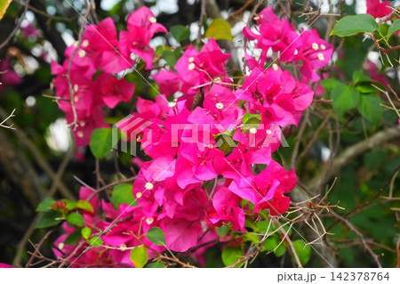 Bright Pink Bougainvillea Flowers in Bloom Bright Pink Bougainvillea Flowers in Bloom 142378764