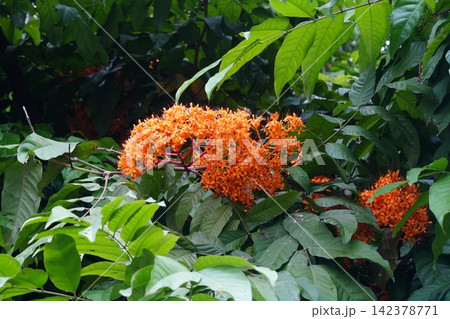 Beautiful Orange Ashoka Flowers and Green Leaves 142378771