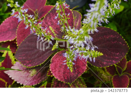 Coleus Plant with Delicate Purple Flowers Garden Beauty Coleus Plant with Delicate Purple Flowers Garden Beauty 142378773