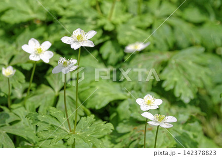 春に咲く白いニリンソウの花(東高根森林公園) 春に咲く白いニリンソウの花(東高根森林公園) 142378823