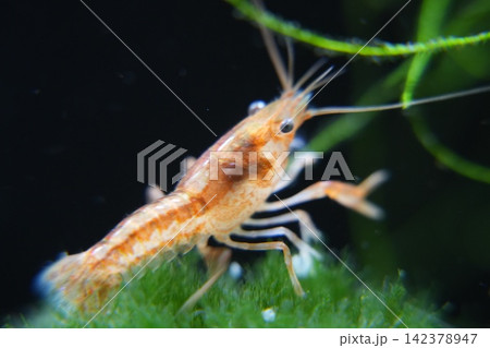 Close-up of an Aquarium Shrimp Macro Photography Close-up of an Aquarium Shrimp Macro Photography 142378947