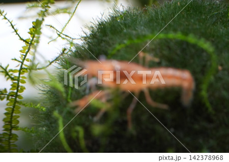 Cherry Shrimp on Moss with Aquatic Plants 142378968