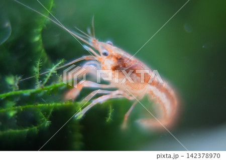 Close Up of a Ghost Shrimp Underwater 142378970