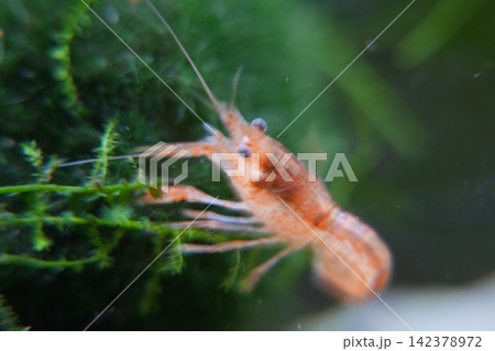 Orange freshwater crayfish in aquarium environment Orange freshwater crayfish in aquarium environment 142378972
